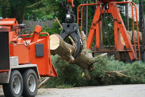  Hertford, NC Tree Service Pros